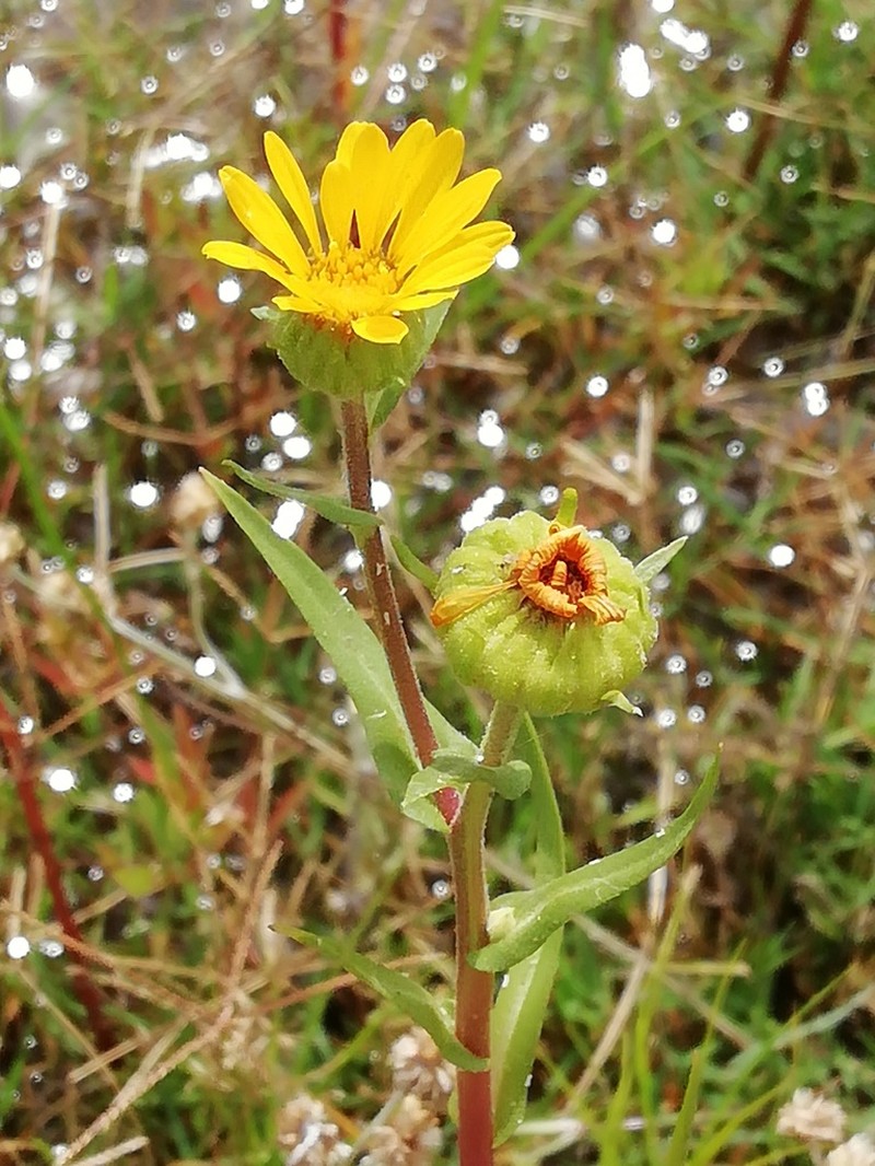 Grindelia tricuspis photo 2