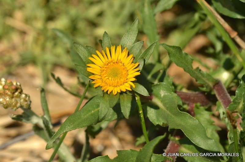 Grindelia tricuspis photo 3
