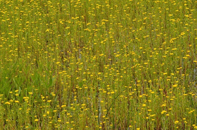 Grindelia tricuspis photo 4