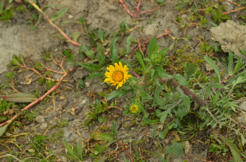 Grindelia tricuspis photo 5