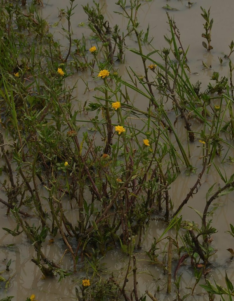 Grindelia tricuspis photo 6