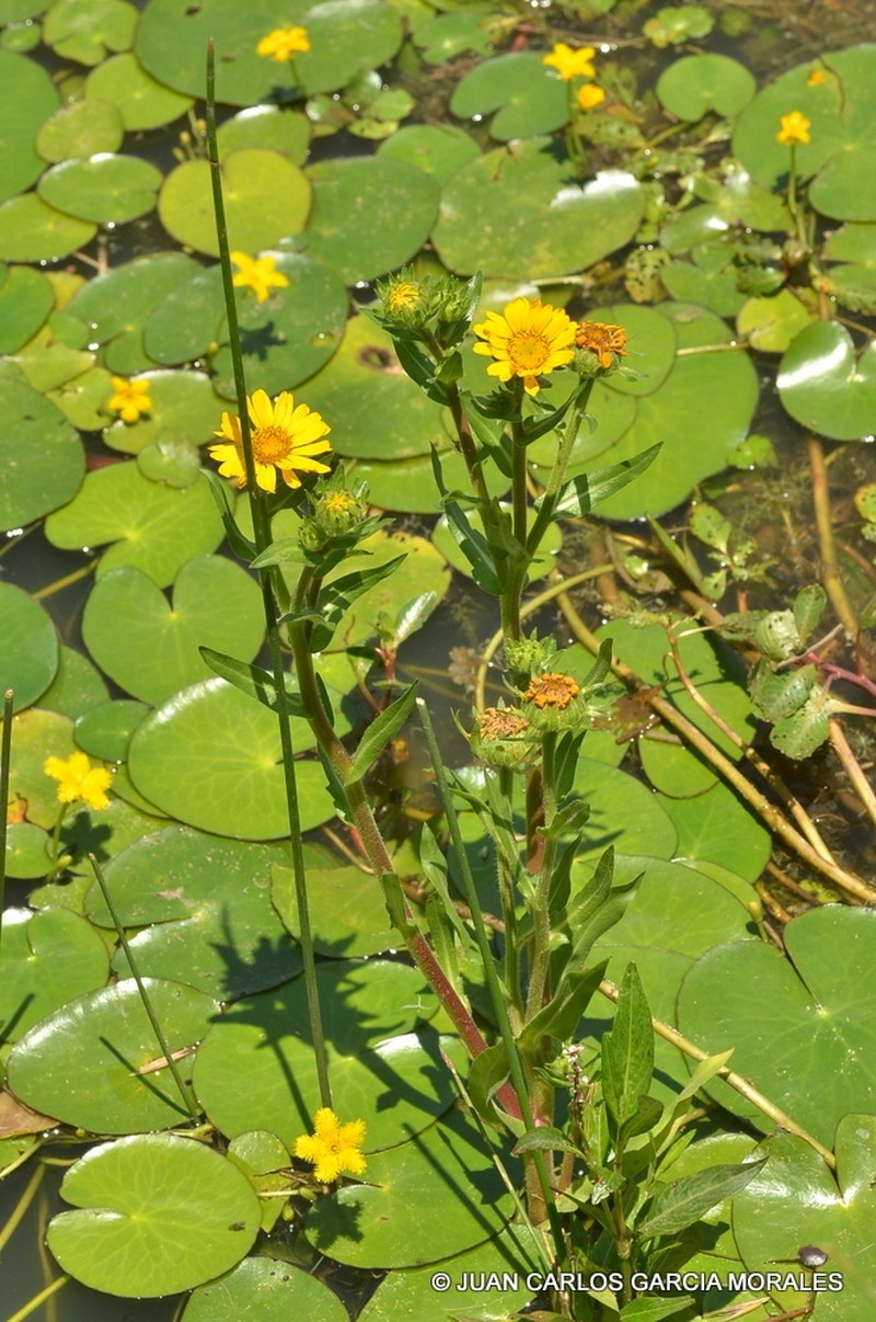 Grindelia tricuspis photo 7