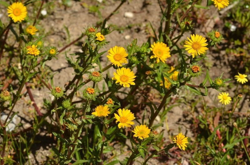 Grindelia tricuspis photo 8