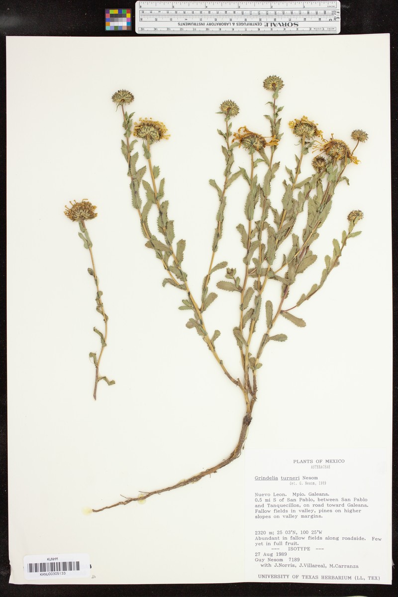 Grindelia turneri photo 2