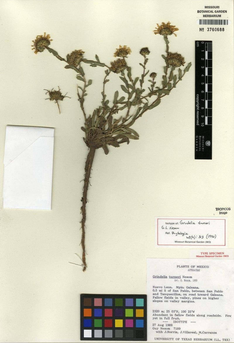Grindelia turneri photo 3