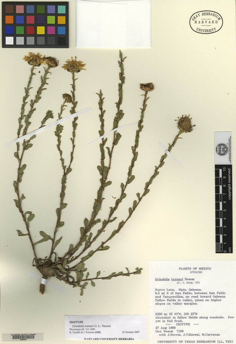 Grindelia turneri photo 4