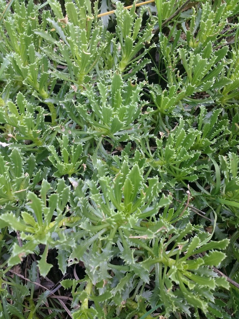 Grindelia ventanensis
