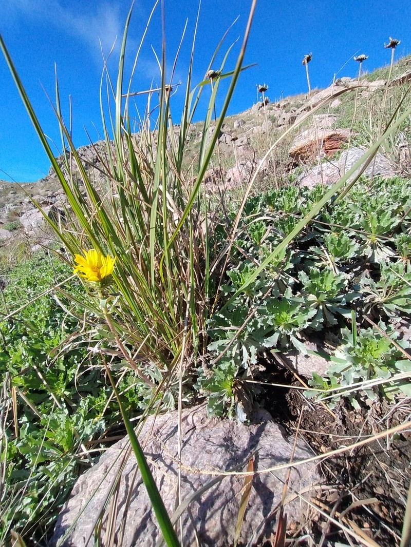 Grindelia ventanensis photo 2