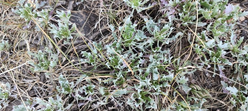 Grindelia ventanensis photo 3