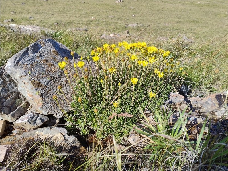 Grindelia ventanensis photo 4