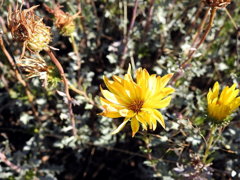 Grindelia ventanensis photo 5