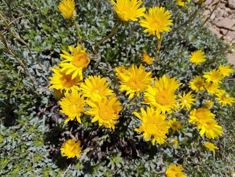 Grindelia ventanensis photo 6