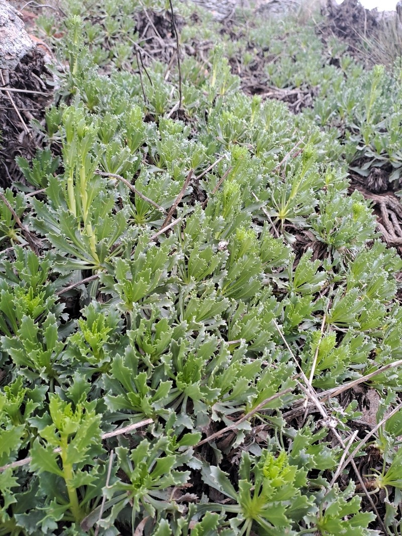 Grindelia ventanensis photo 7