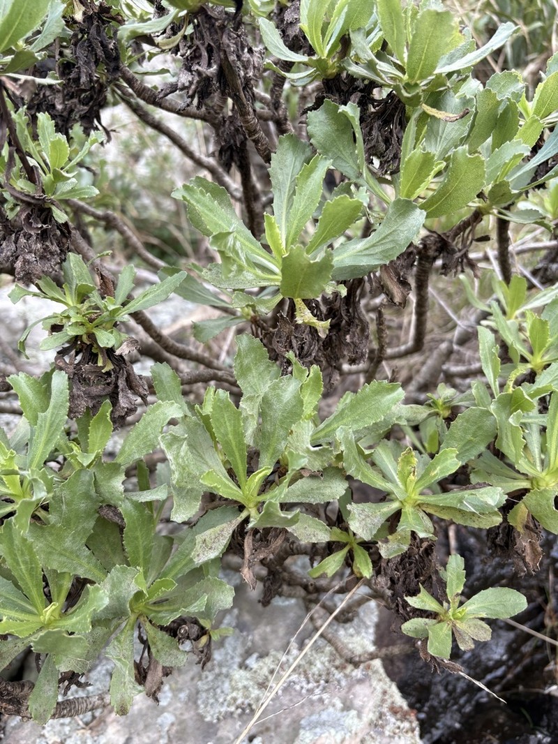Grindelia ventanensis photo 8