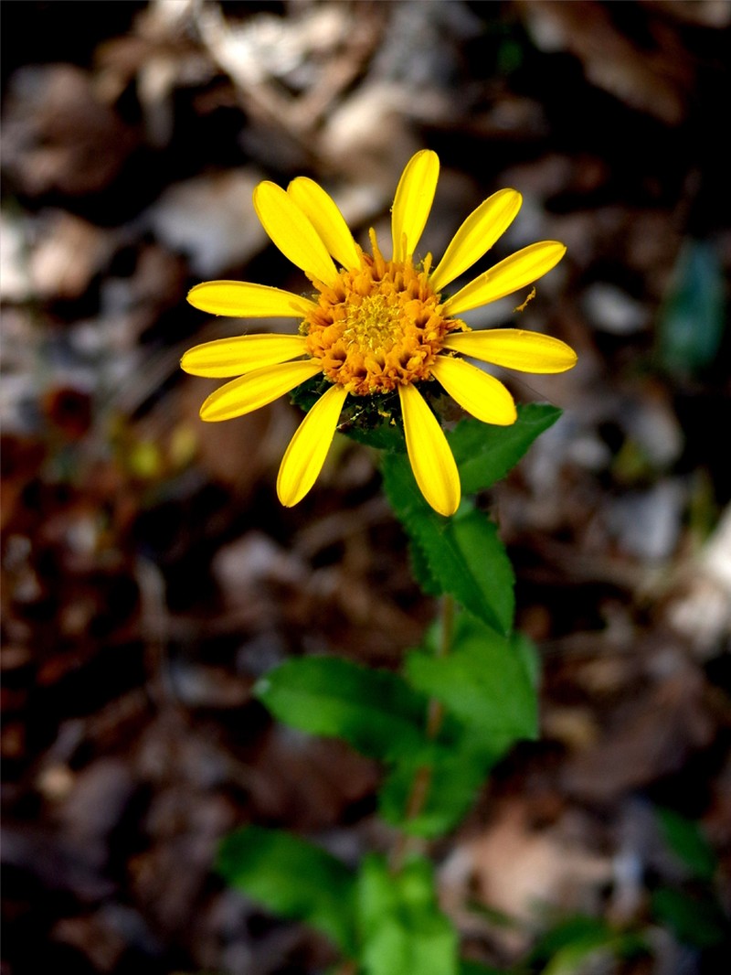 Grindelia villarrealii