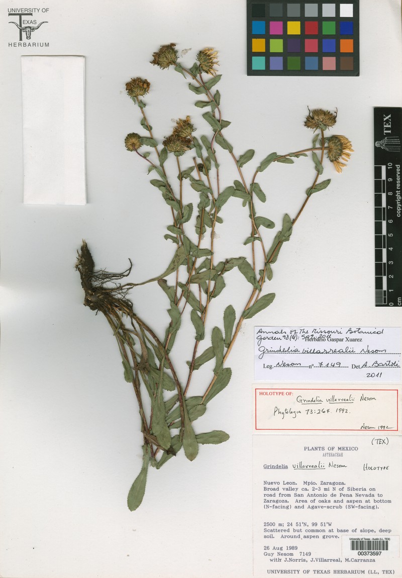 Grindelia villarrealii photo 2