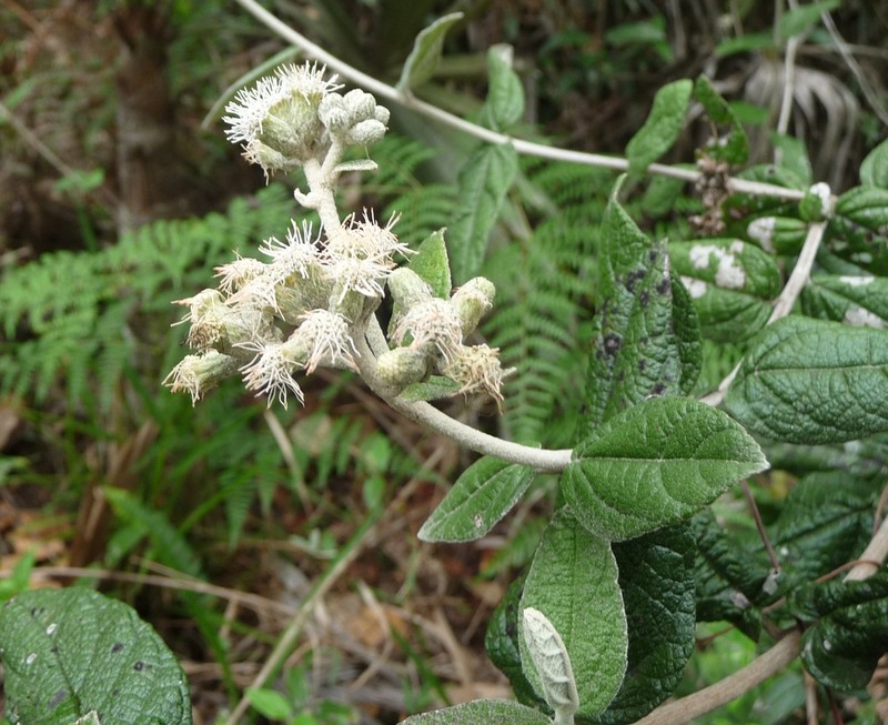 Grisebachianthus hypoleucus