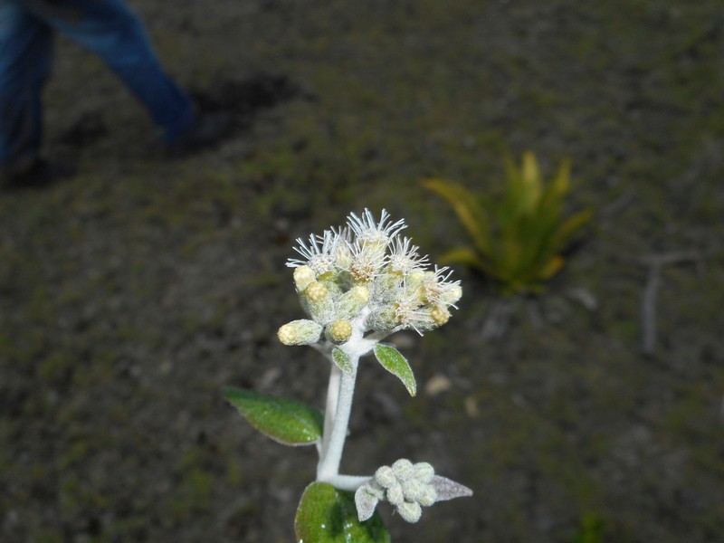 Grisebachianthus hypoleucus photo 2