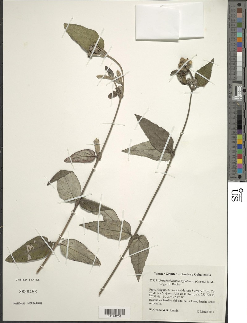 Grisebachianthus hypoleucus photo 3