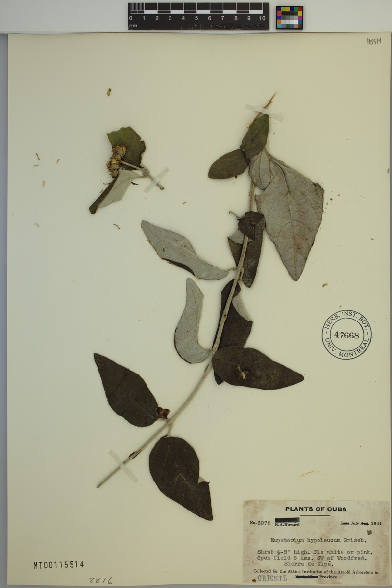 Grisebachianthus hypoleucus photo 4