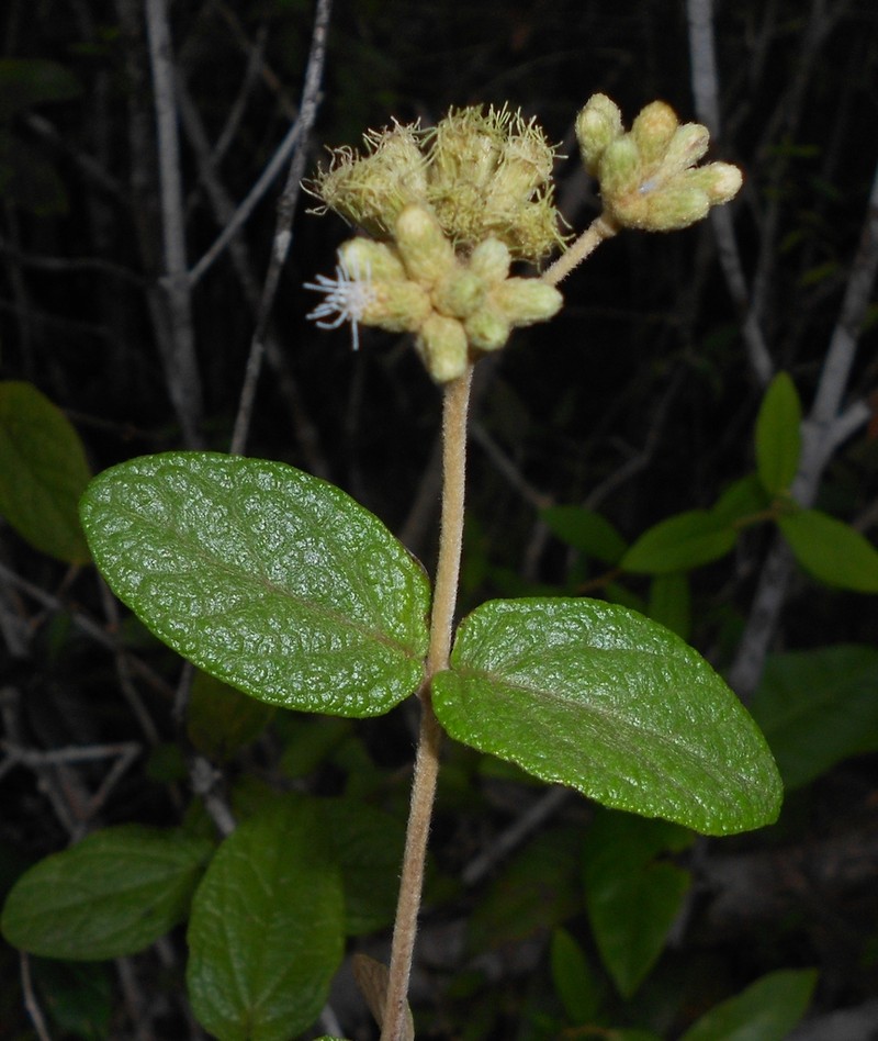 Grisebachianthus lantanifolius
