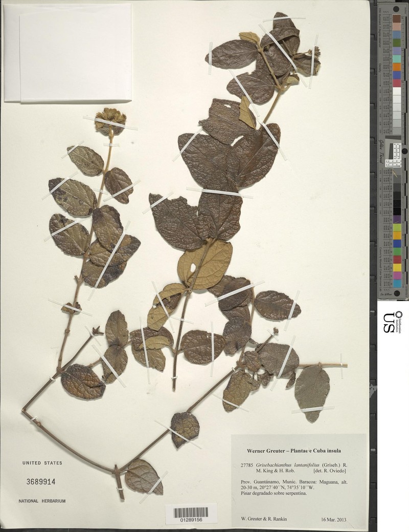 Grisebachianthus lantanifolius photo 2