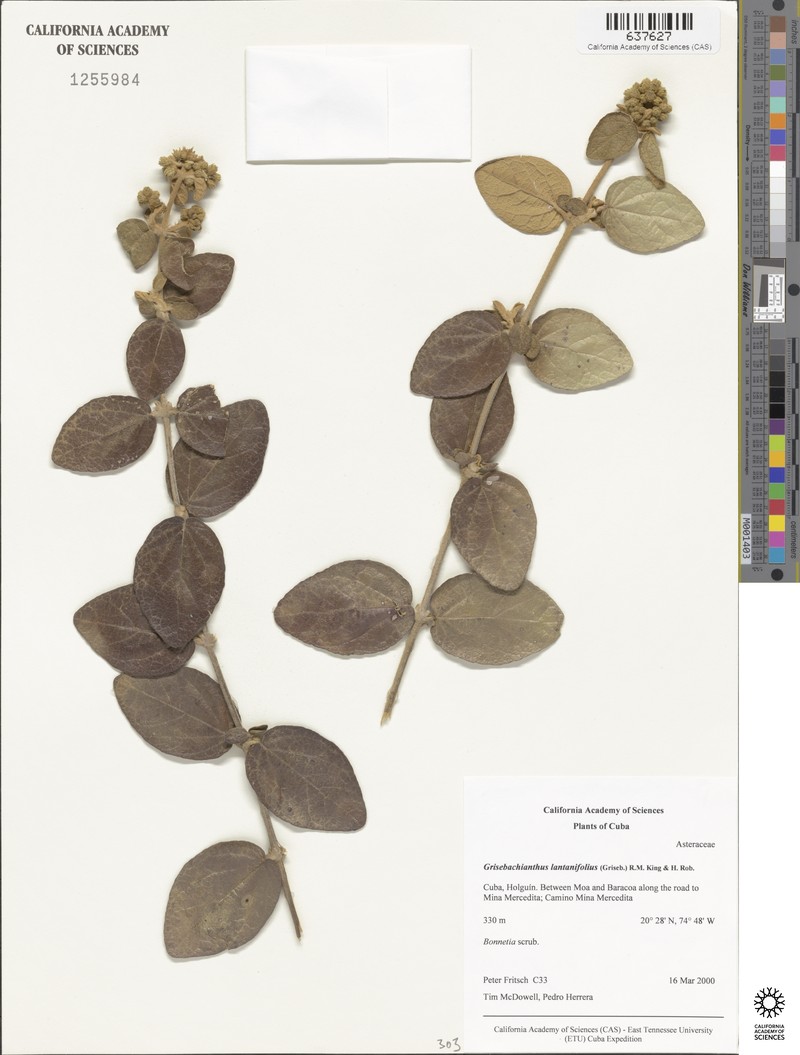 Grisebachianthus lantanifolius photo 3