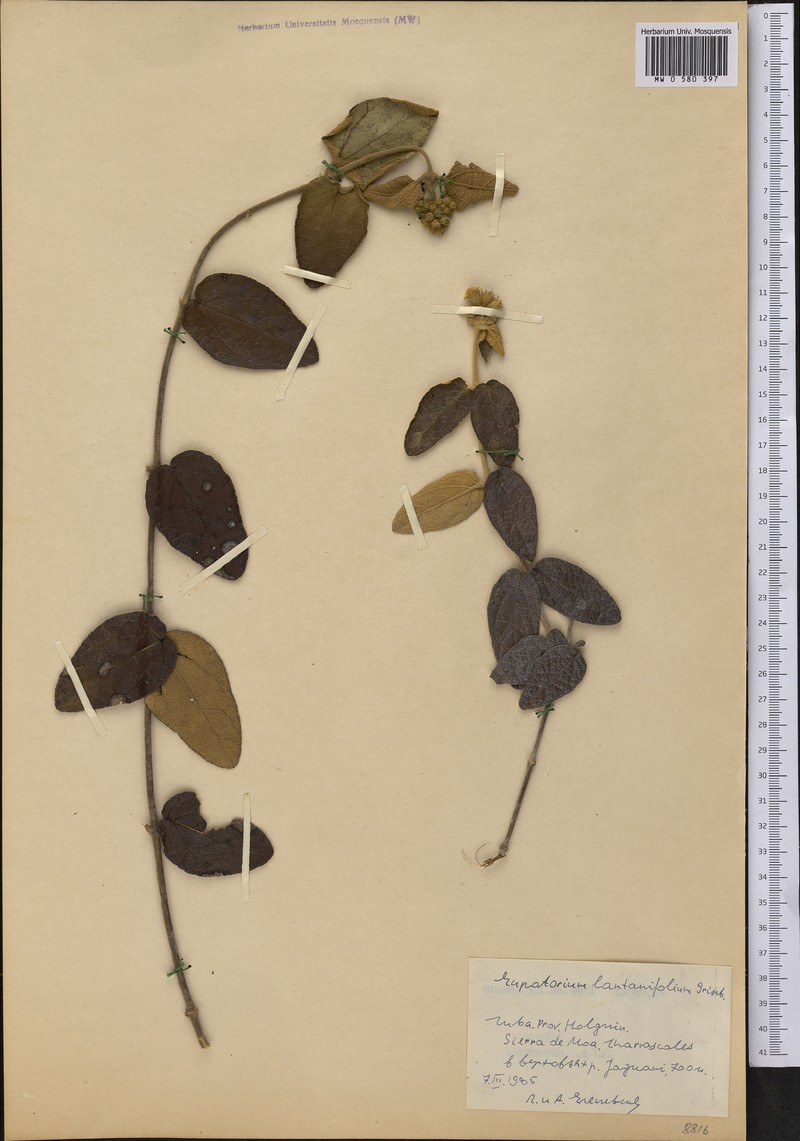 Grisebachianthus lantanifolius photo 4