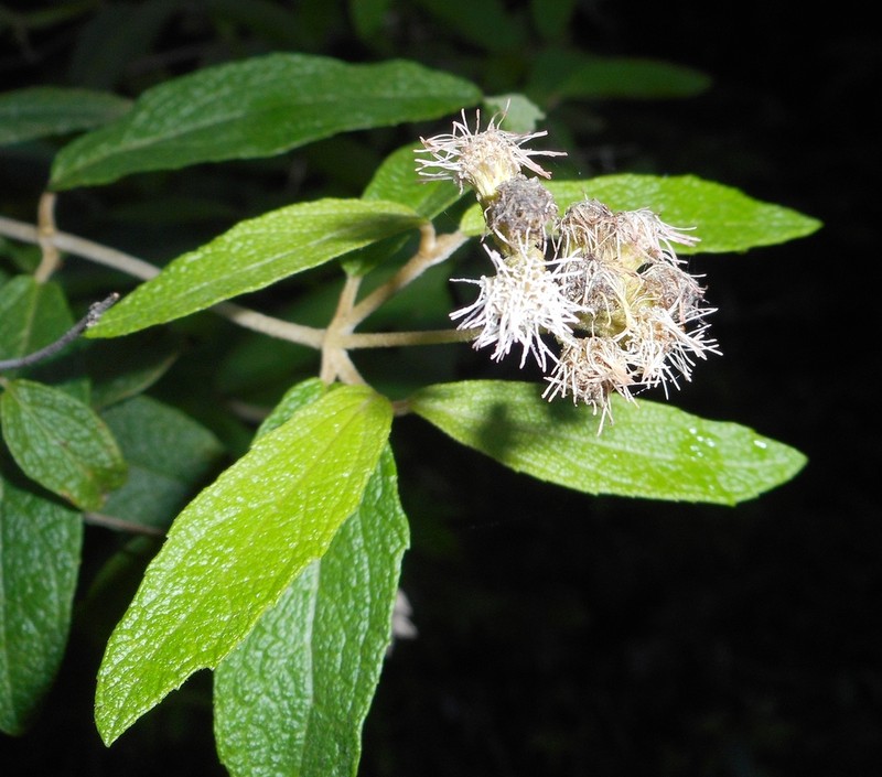 Grisebachianthus libanoticus