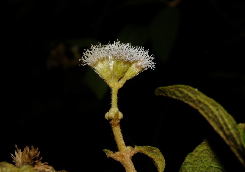 Grisebachianthus libanoticus photo 2