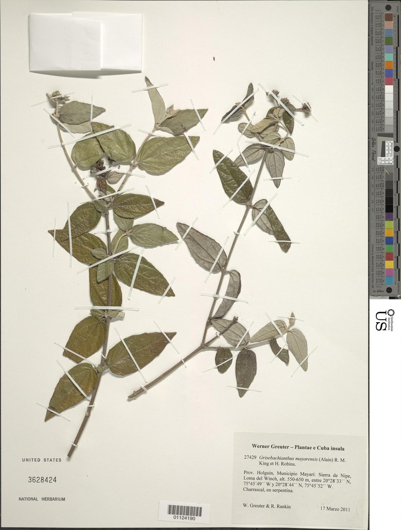 Grisebachianthus mayarensis