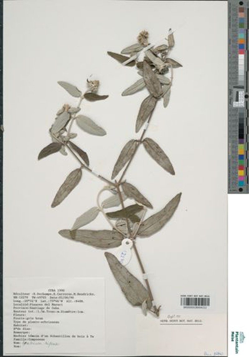 Grisebachianthus nipensis