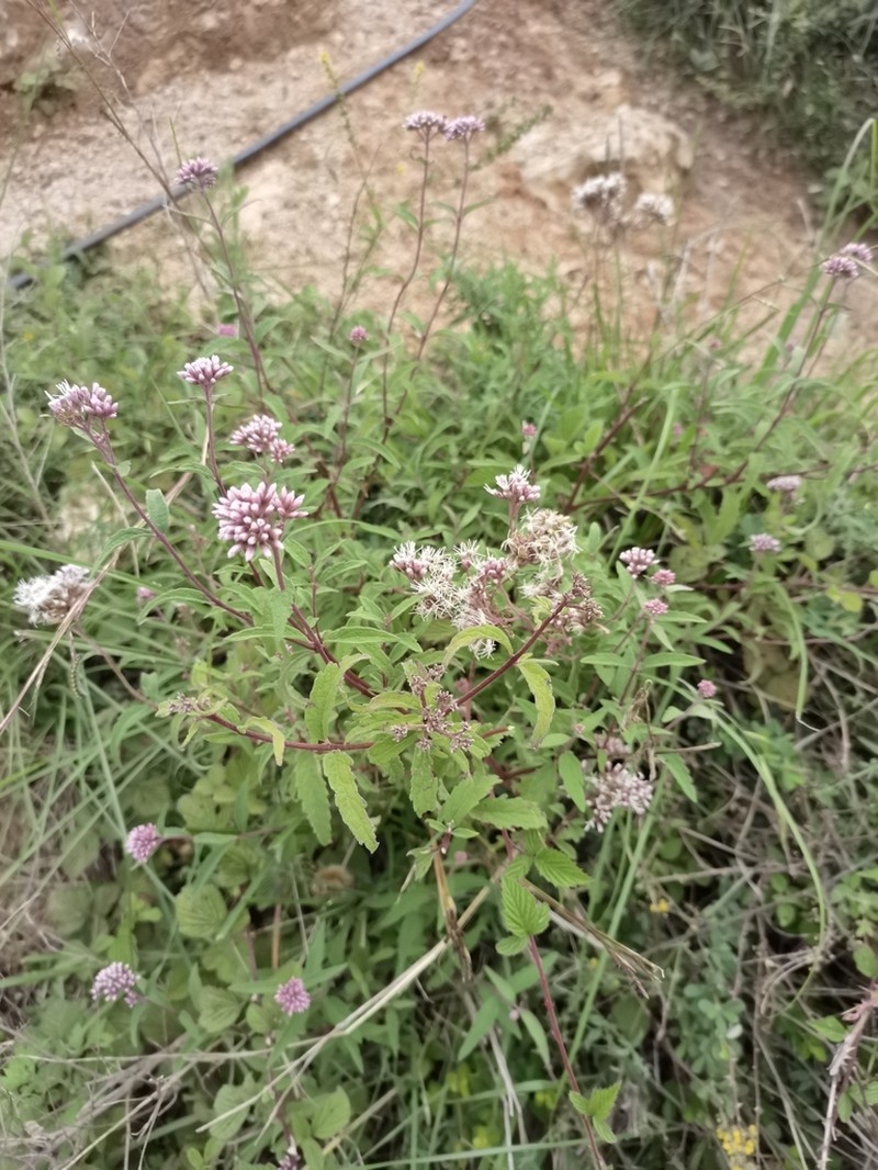 Grisebachianthus plucheoides