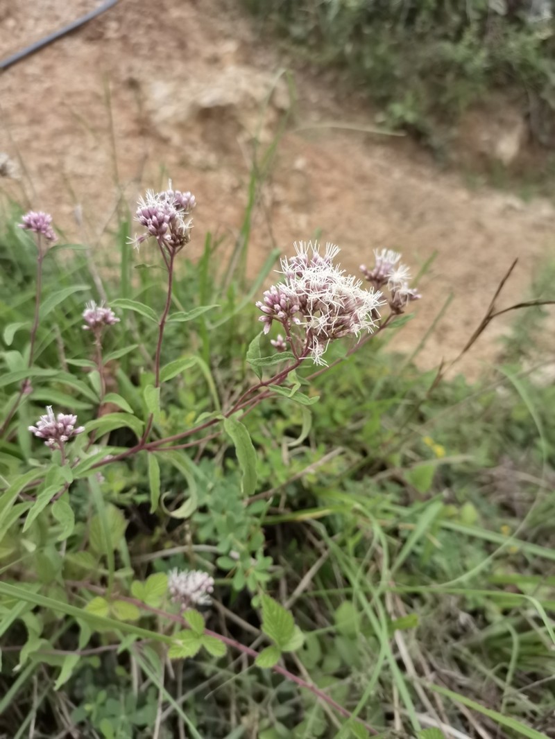 Grisebachianthus plucheoides photo 2