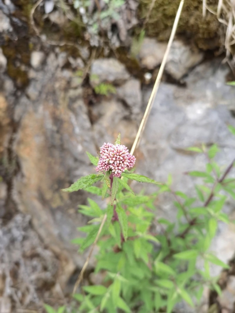 Grisebachianthus plucheoides photo 3