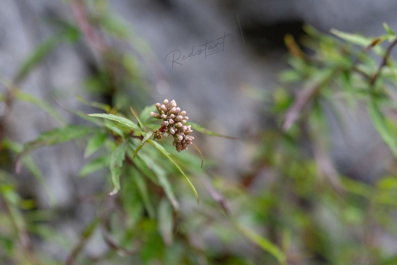 Grisebachianthus plucheoides photo 4