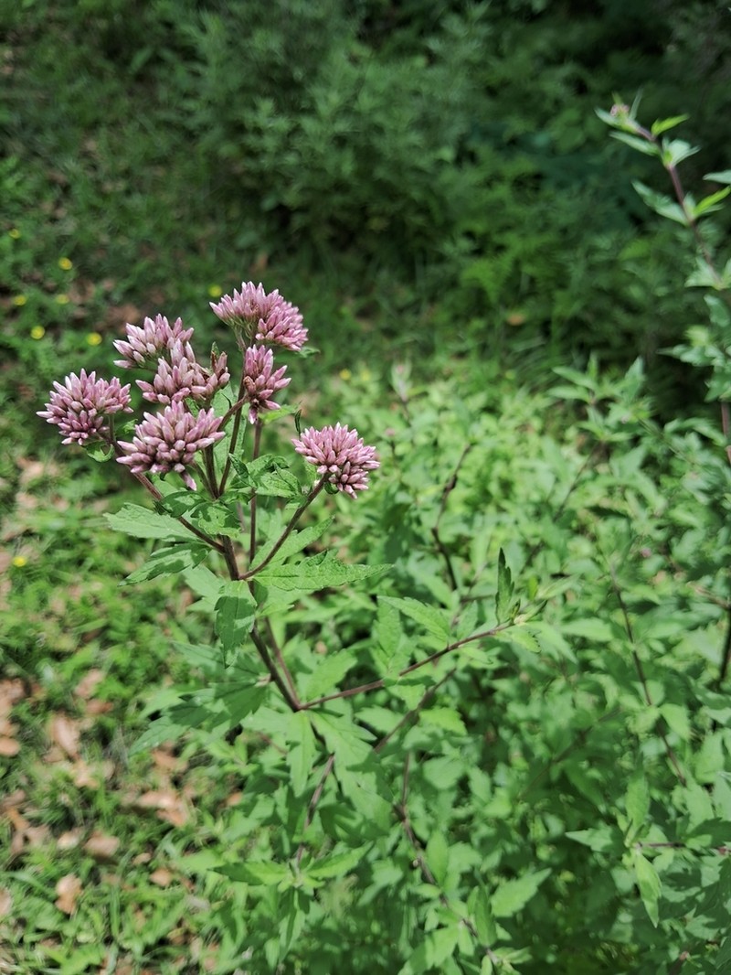 Grisebachianthus plucheoides photo 5