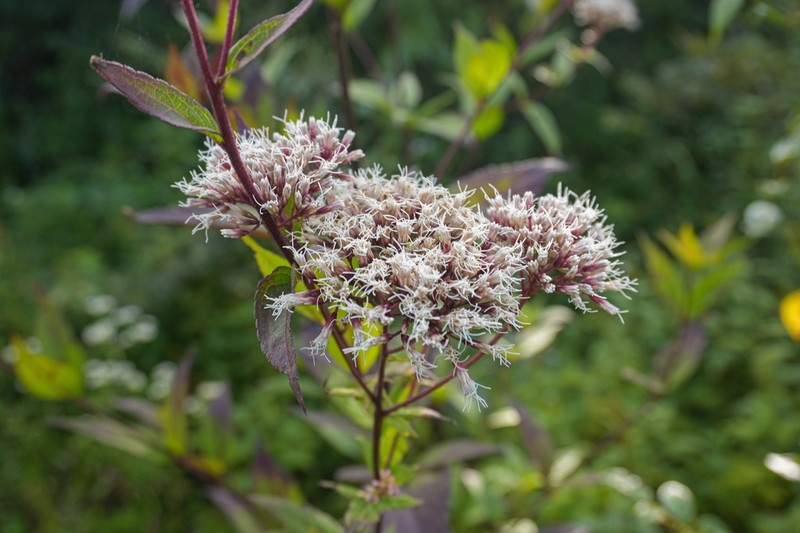 Grisebachianthus plucheoides photo 6