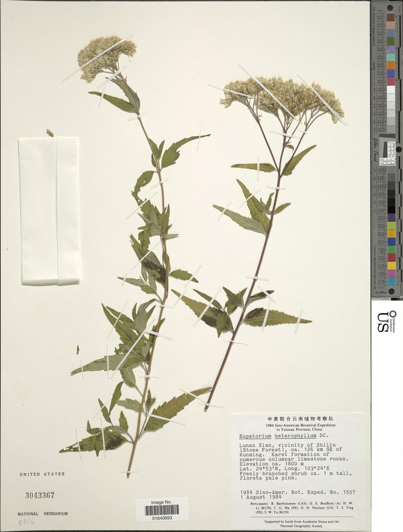 Grisebachianthus plucheoides photo 7