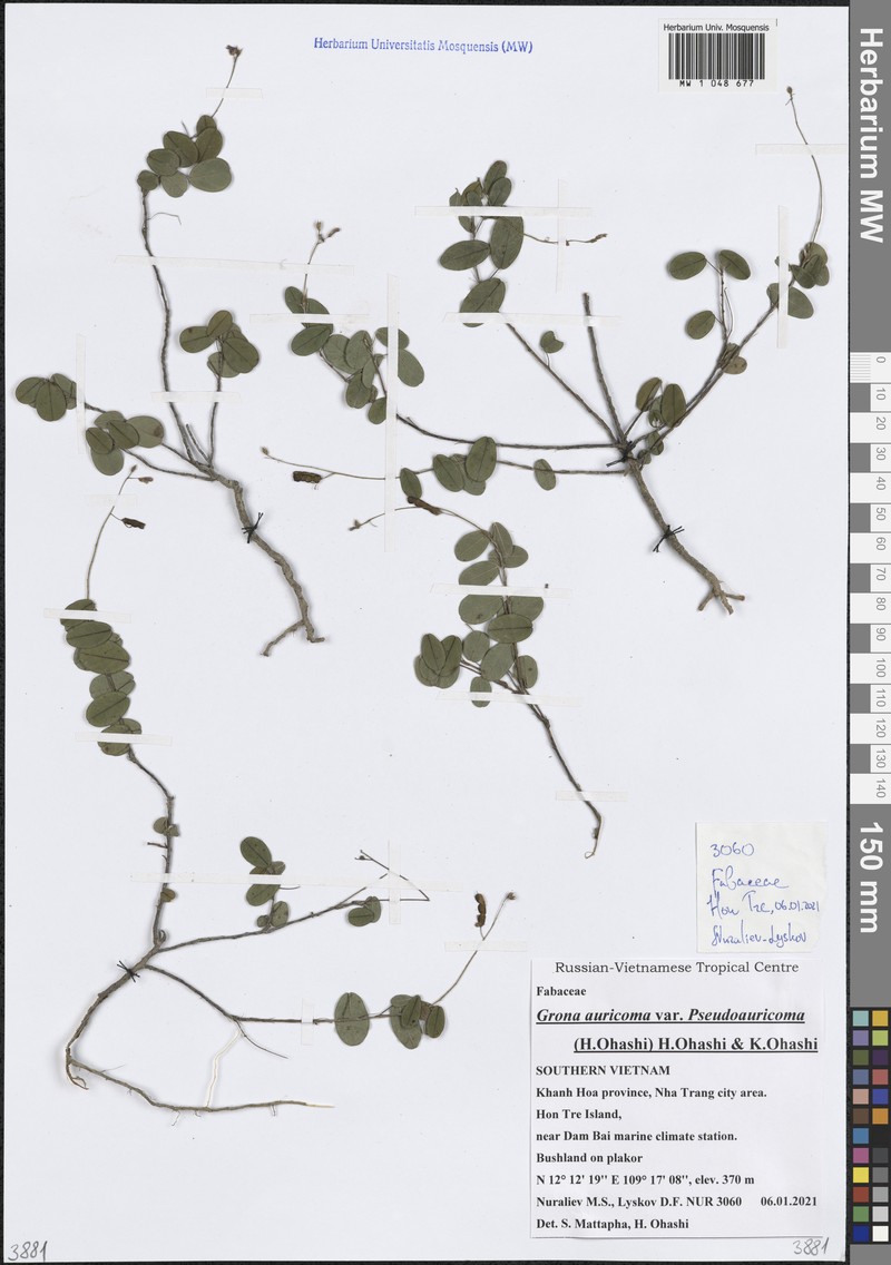 Grona auricoma