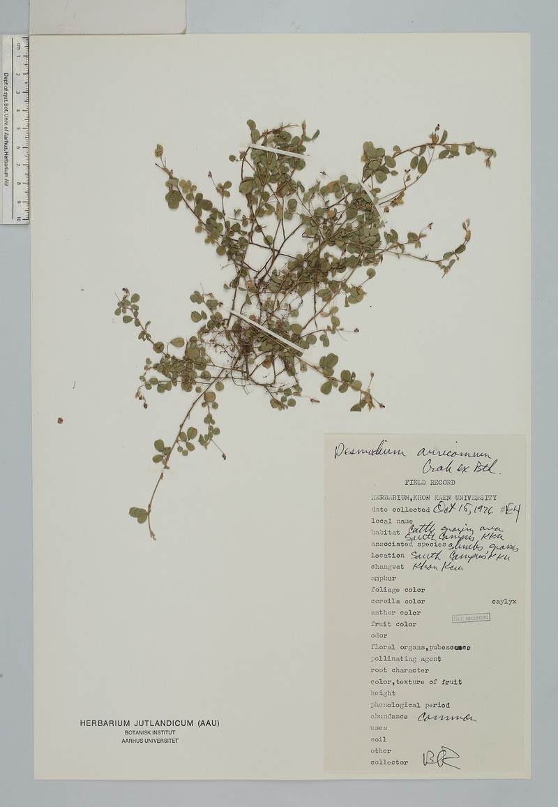 Grona auricoma photo 2