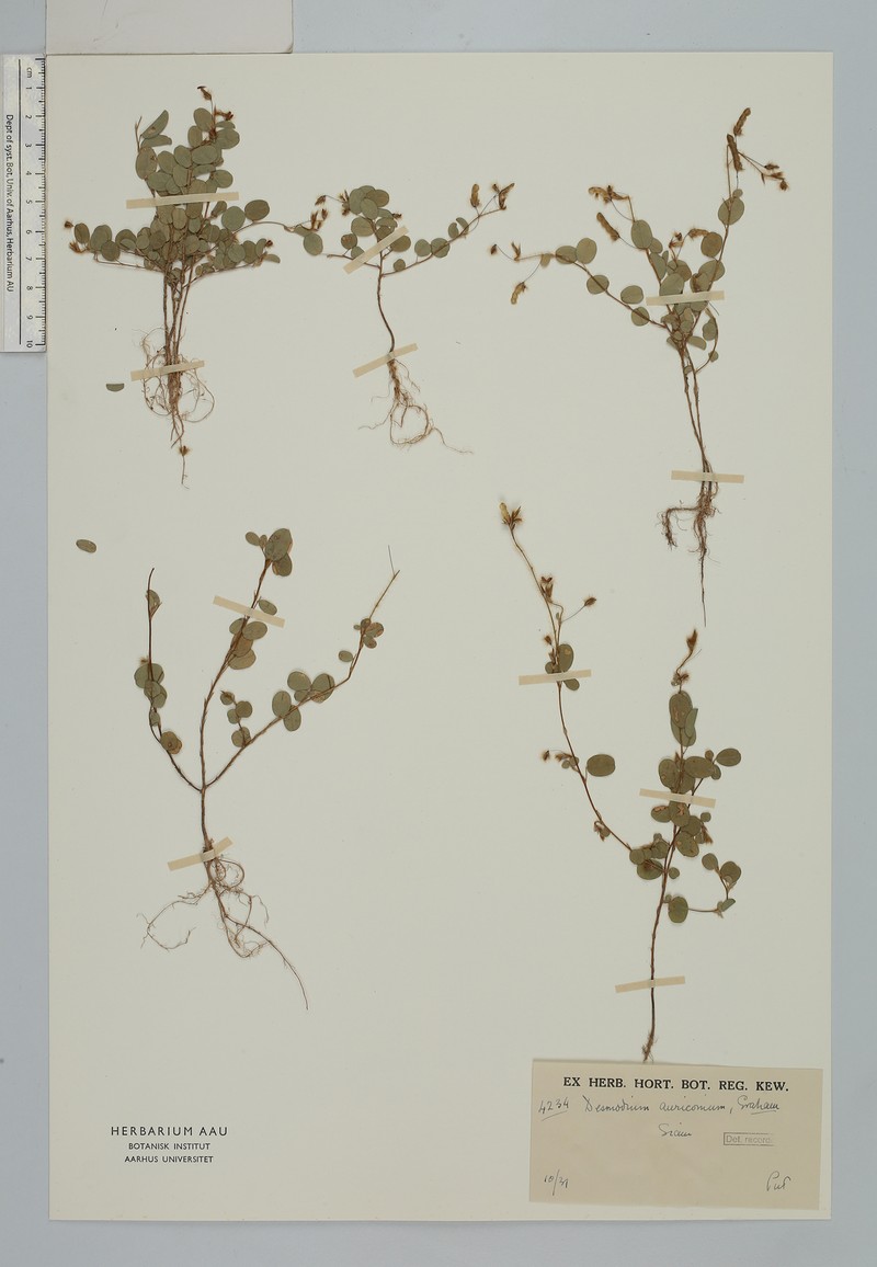 Grona auricoma photo 3