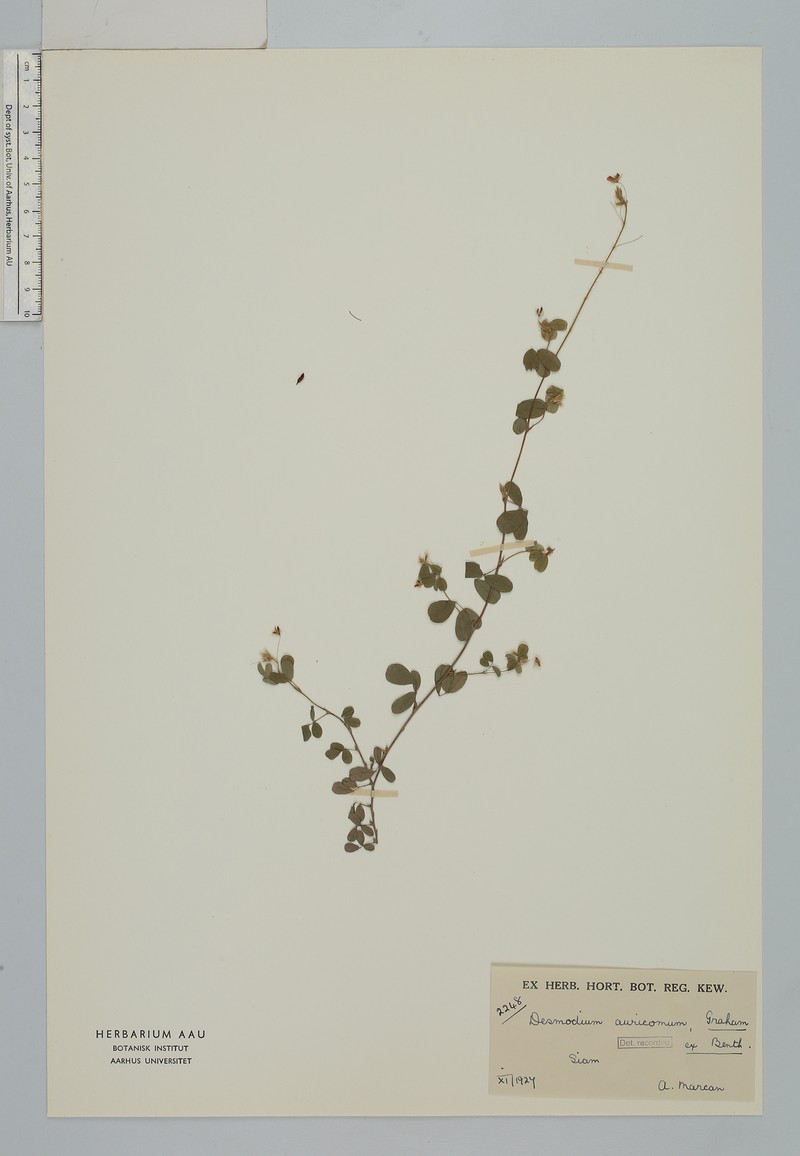 Grona auricoma photo 4