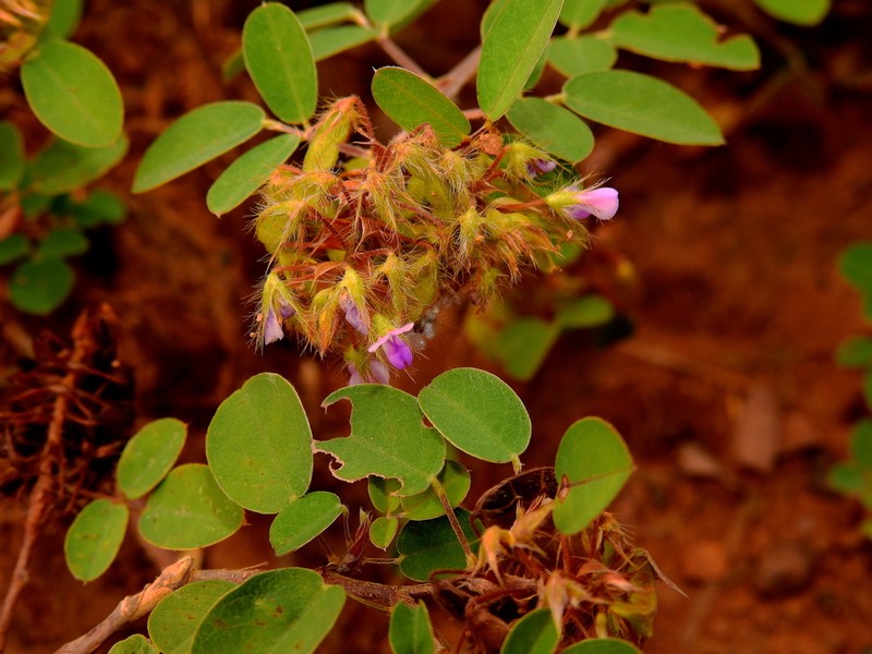Zarzabacoa Peluda photo 3