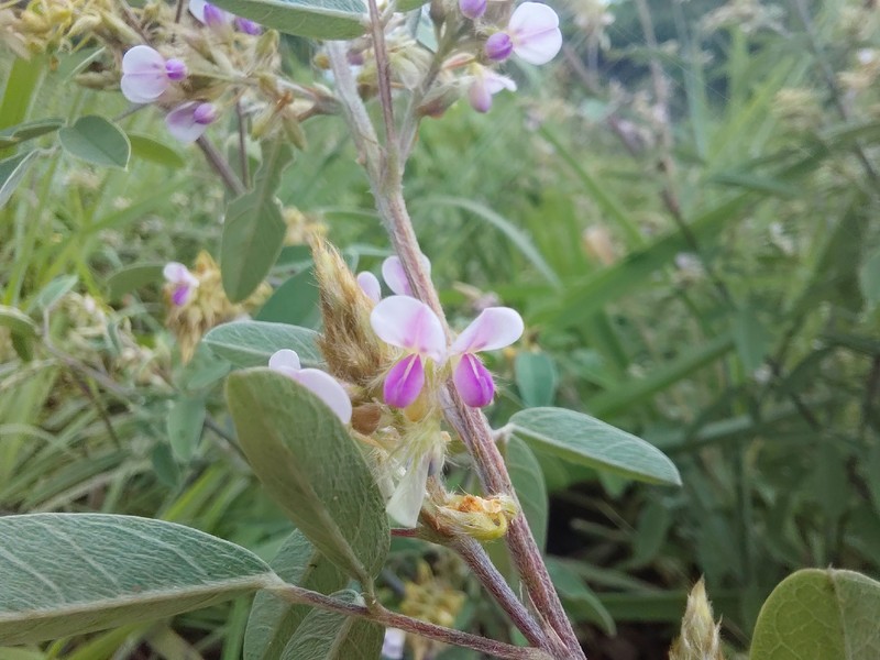 Grona barbata var. argyrea