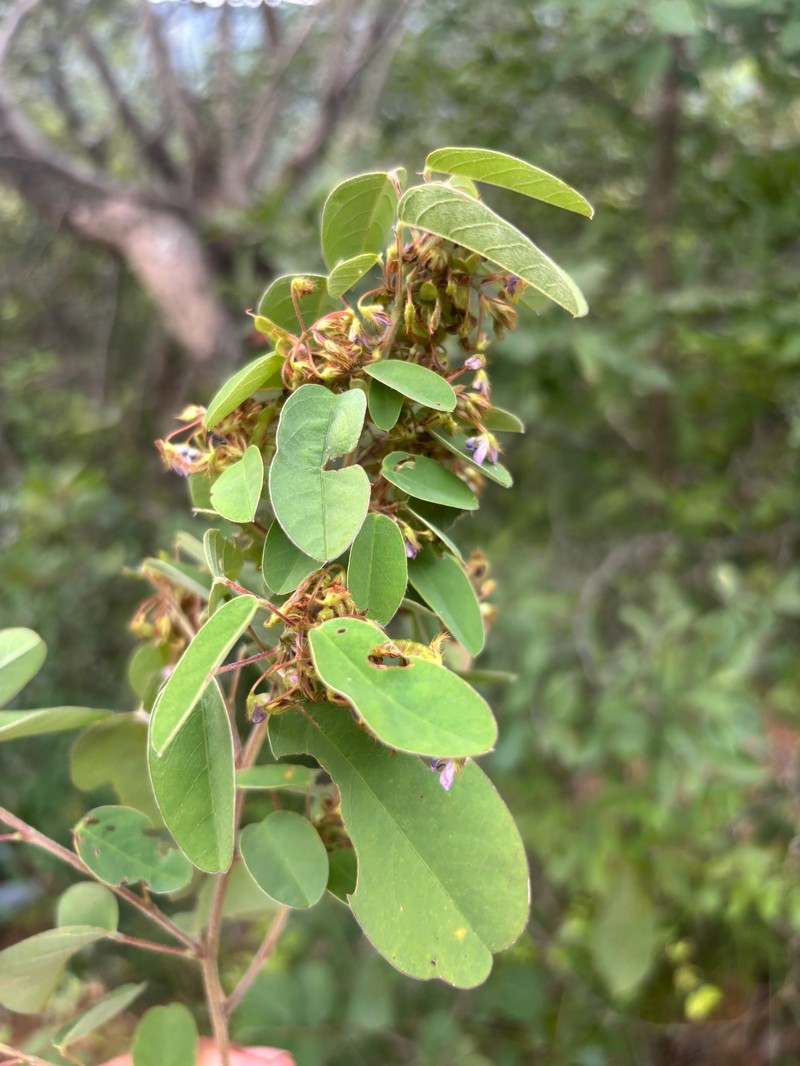 Grona barbata var. argyrea photo 2