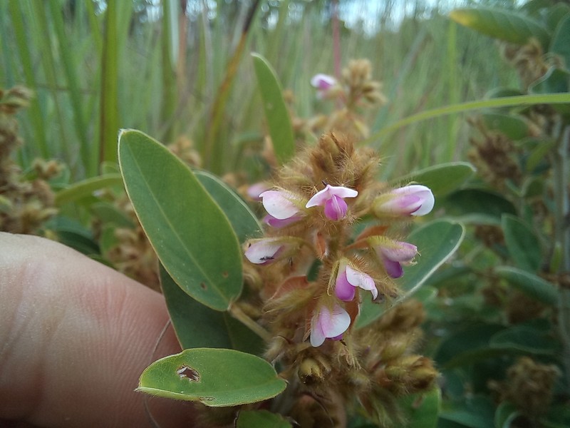 Grona barbata var. argyrea photo 3