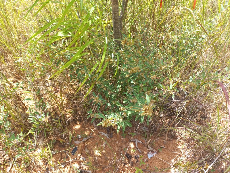 Grona barbata var. argyrea photo 4