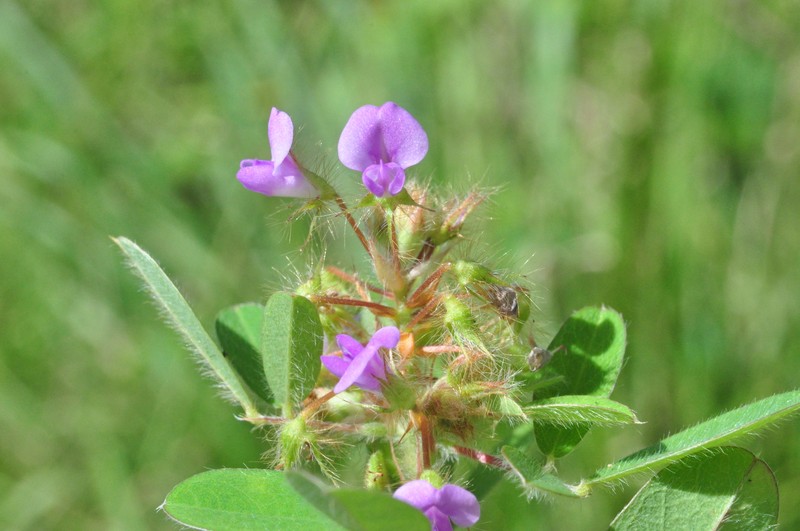 Grona barbata var. barbata