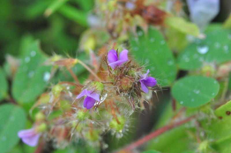 Grona barbata var. barbata photo 2